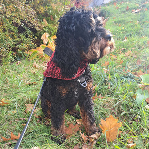 FOULARD POUR CHIEN